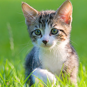 a kitten in grass