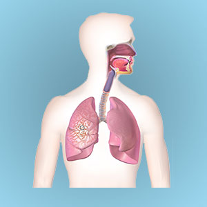 respiratory diagram