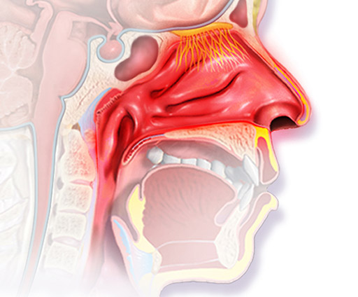 nasal diagram